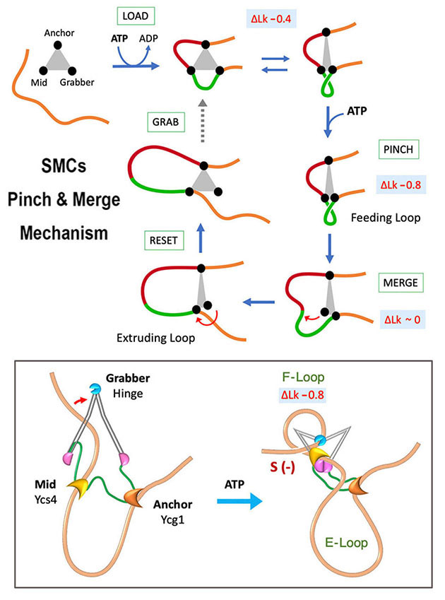 Pinch and Merge Mechanism